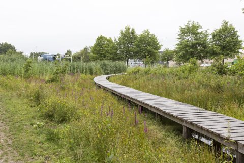 Innovatie Natuurinclusieve Zonnekade - De Run Veldhoven